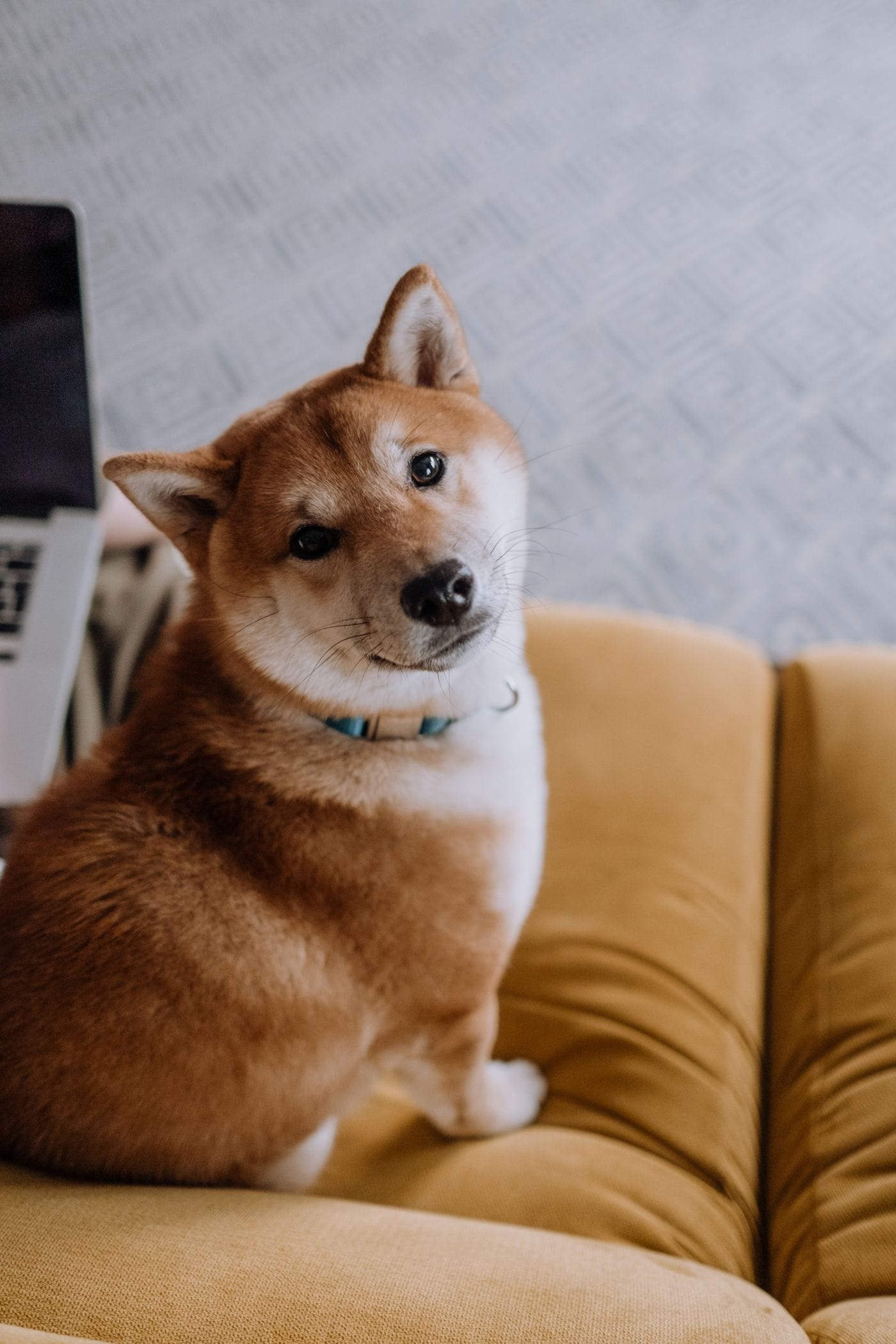 Un perro mira hacia atrás desde un sofá color mostaza