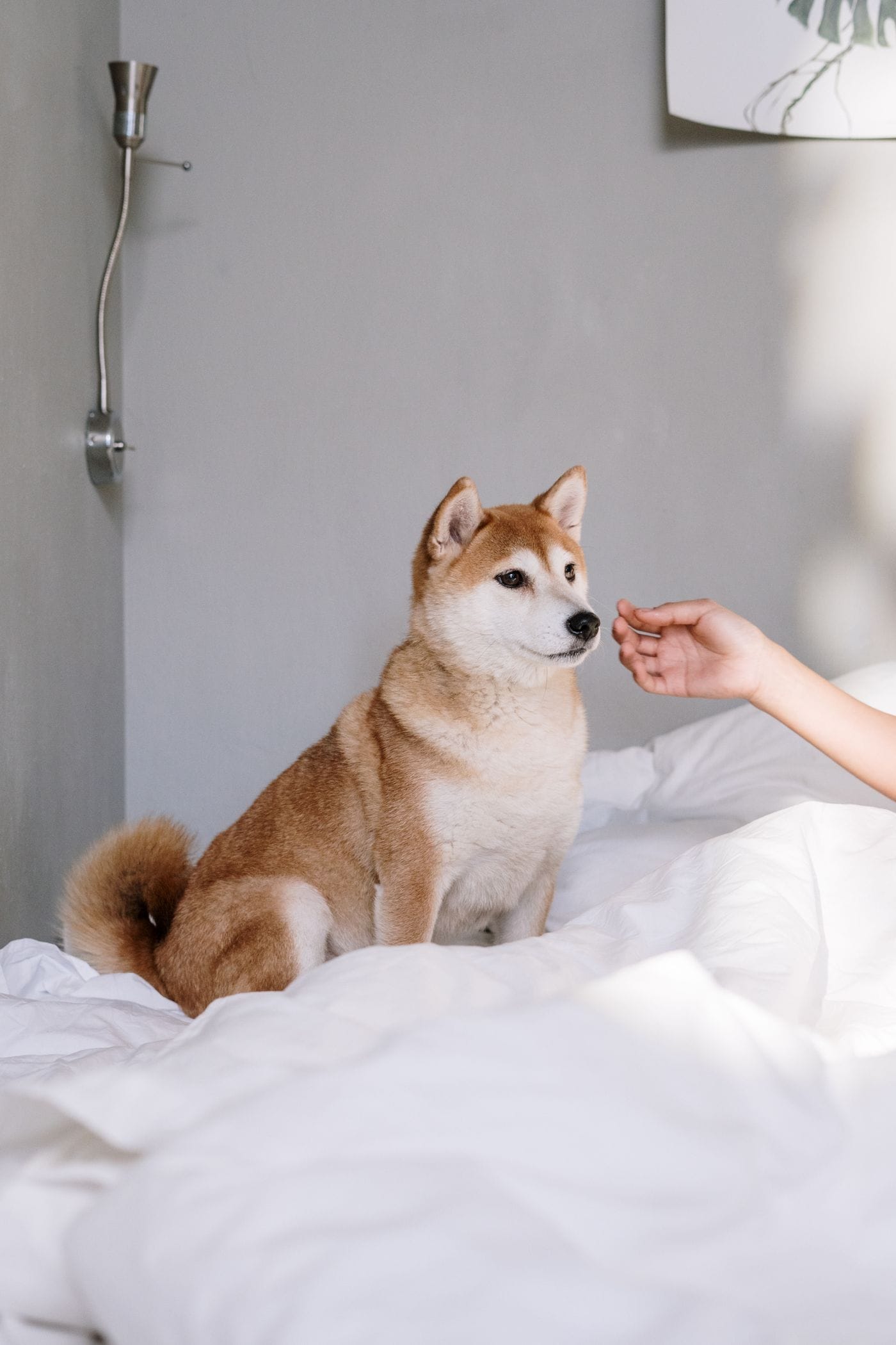 Un perro sobre una cama se acerca a una mano